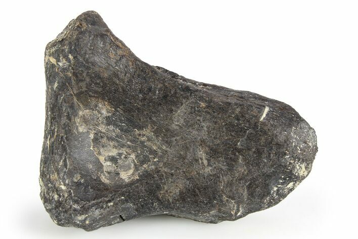 Dinosaur Bone Section - Boulahfa, Morocco #252589